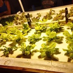 Growing Lettuce In Aquaponic System