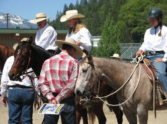 Horses being looked over by potential bidders