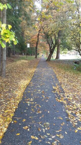 Leaf-covered sidewalk